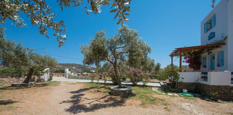 Oliviers dans le jardin de Madilides à Sifnos